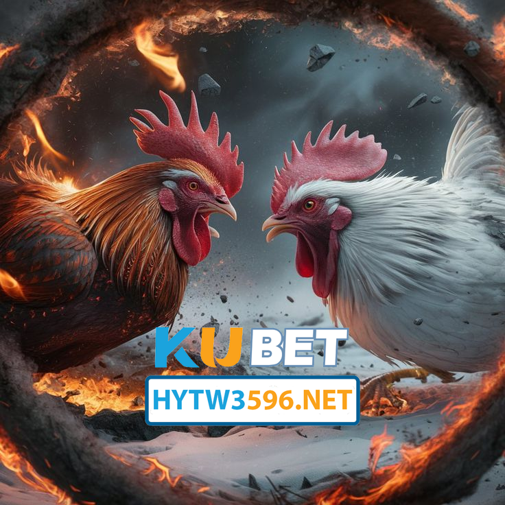 HYTW3596 - Đá gà Kubet 2025 - Đột Phá Trong Thế Giới Đá Gà Hiện Đại